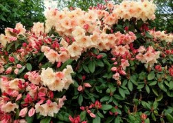 Rhododendron Virginia Richards / Örökzöld azálea